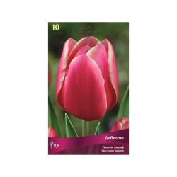 Тюльпан ПОИСК Дебютант 10 шт