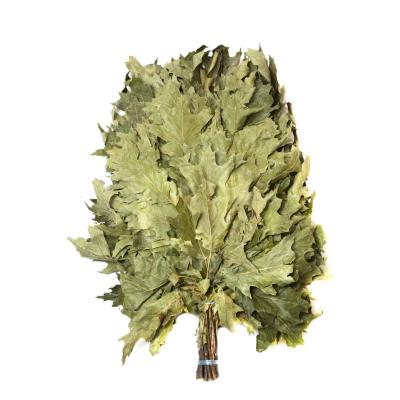 Веник для бани Дуб канадский