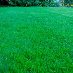 Газон ЗЕЛЕНЫЙ УГОЛОК Универсальный 0,5 кг