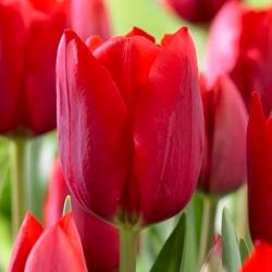 Тюльпан ПОИСК Мерри крисмас 10 шт