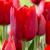 Тюльпан ПОИСК Мерри крисмас 10 шт