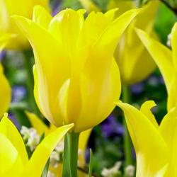 Тюльпан ПОИСК Баллада голд 10 шт