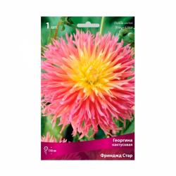 Георгина ПОИСК Фринджд стар 33 г