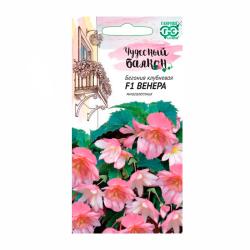 Бегония ГАВРИШ Венера F1 4 шт