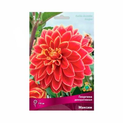 Георгина ПОИСК Максим 20 г