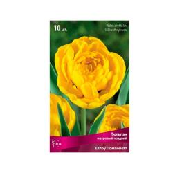 Тюльпан ПОИСК Йеллоу помпонетт 10 шт