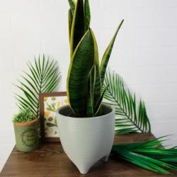 Горшок пластиковый ЛИВИНГРИН Де коста Шалфей 2,25 л