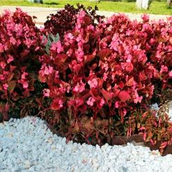 Лента бордюрная ПРОТЭКТ Гофра Коричневый 100*9000 мм