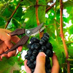 Секатор OBRIGADO 2462