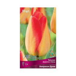 Тюльпан ПОИСК Американ дрим 10 шт