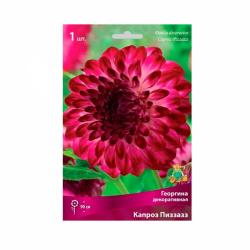 Георгина ПОИСК Капроз пиззазз 30 г