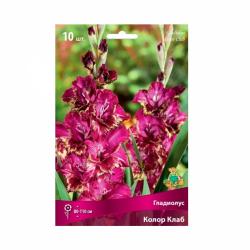 Гладиолус ПОИСК Клор клаб 10 шт