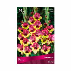 Гладиолус ПОИСК Васто 10 шт