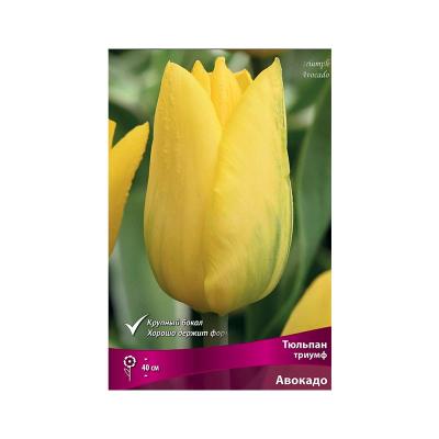 Тюльпан ПОИСК Авокадо 5 шт