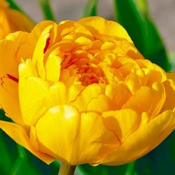 Тюльпан ПОИСК Йеллоу помпонетт 10 шт