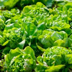 Салат кочанный ПОИСК Надин агро 1 г