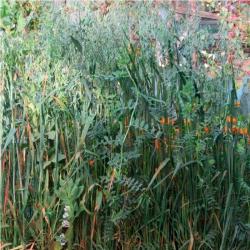 Смесь ЗЕЛЕНЫЙ УГОЛОК 0,5 кг