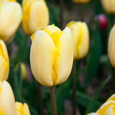 Тюльпан ПОИСК Авокадо 5 шт