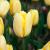 Тюльпан ПОИСК Авокадо 5 шт