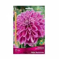 Георгина ПОИСК Пепл эксплож 33 г