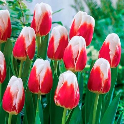 Тюльпан ПОИСК Роман эмпайр 10 шт
