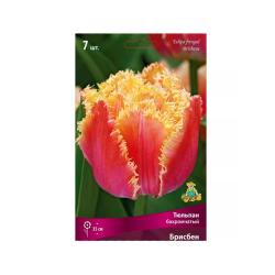 Тюльпан ПОИСК Брисбен 10 шт